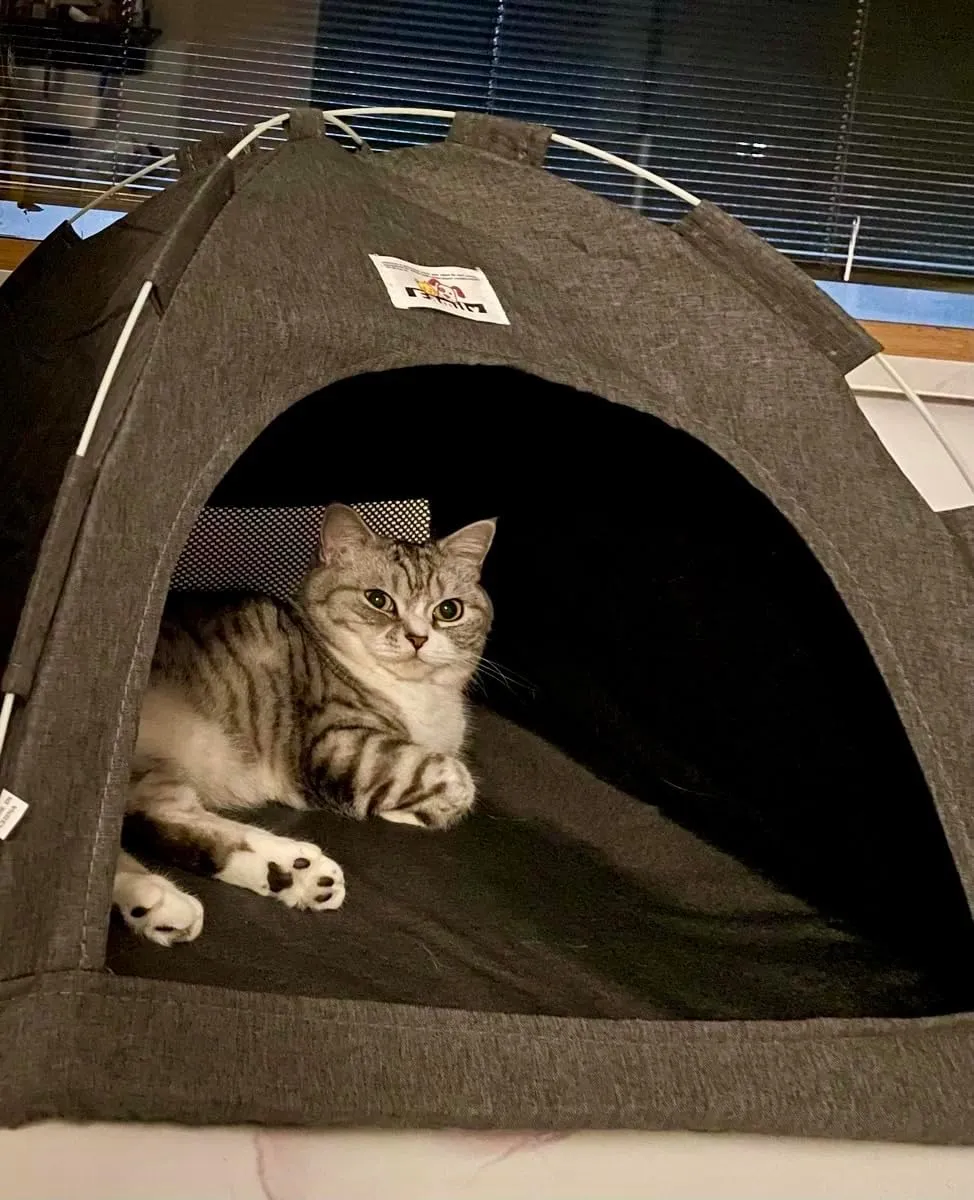 Cat Houses/Bed for Indoor Cats Outdoor Pet Supplies, Pop Up Waterproof Cat Tent Foldable House No Assemble Cat Nest Cave,Tent for Cat, Small Dogs and Bunny (Grey, Large)