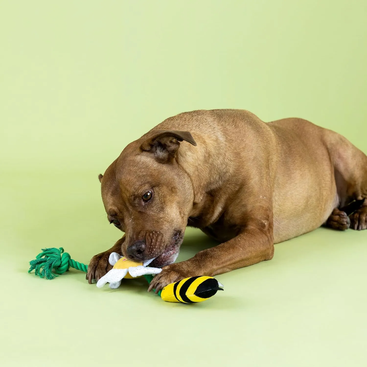 Fringe Studio "IM Pollen for You Plush Dog Toy, Pet Shop Collection (314432)