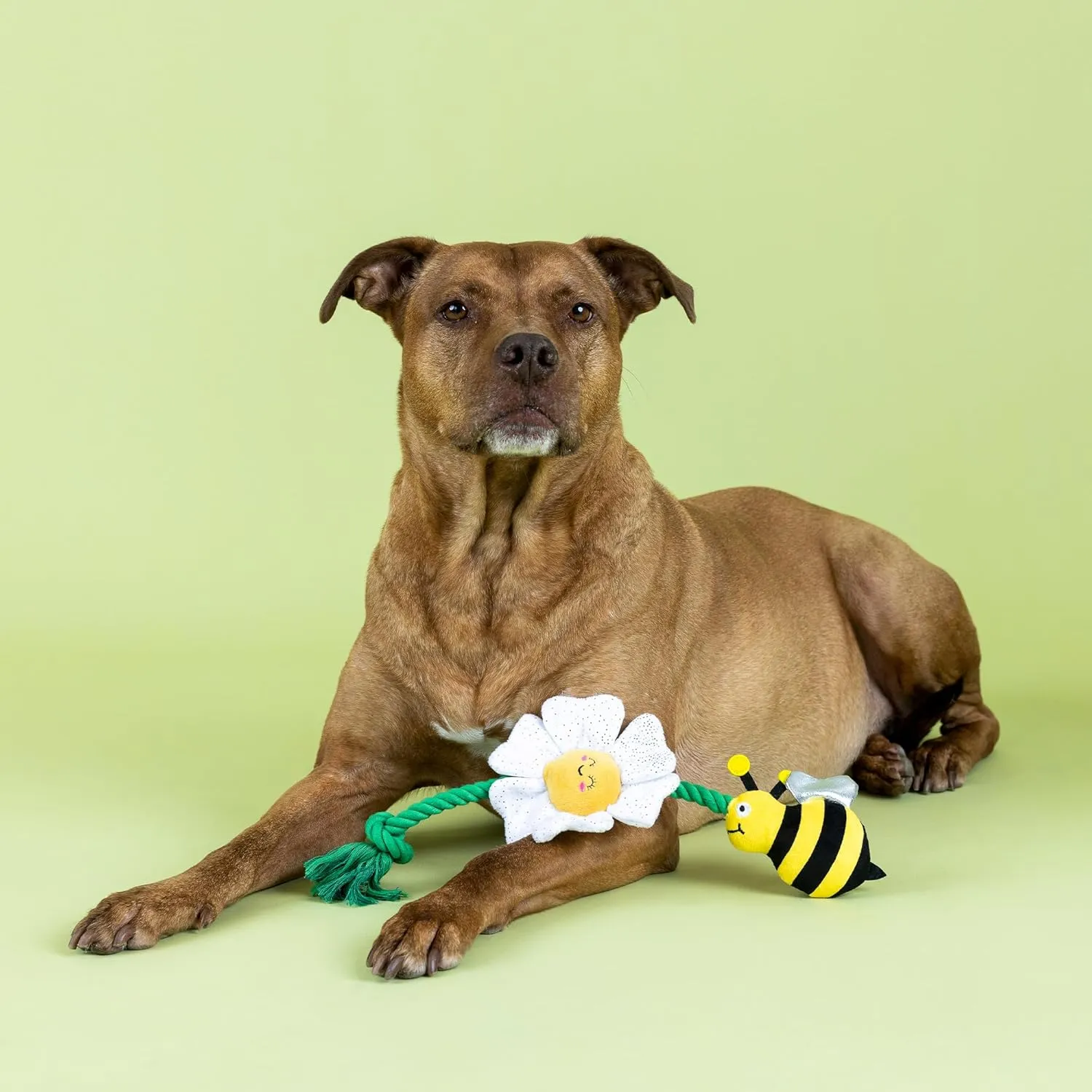 Fringe Studio "IM Pollen for You Plush Dog Toy, Pet Shop Collection (314432)