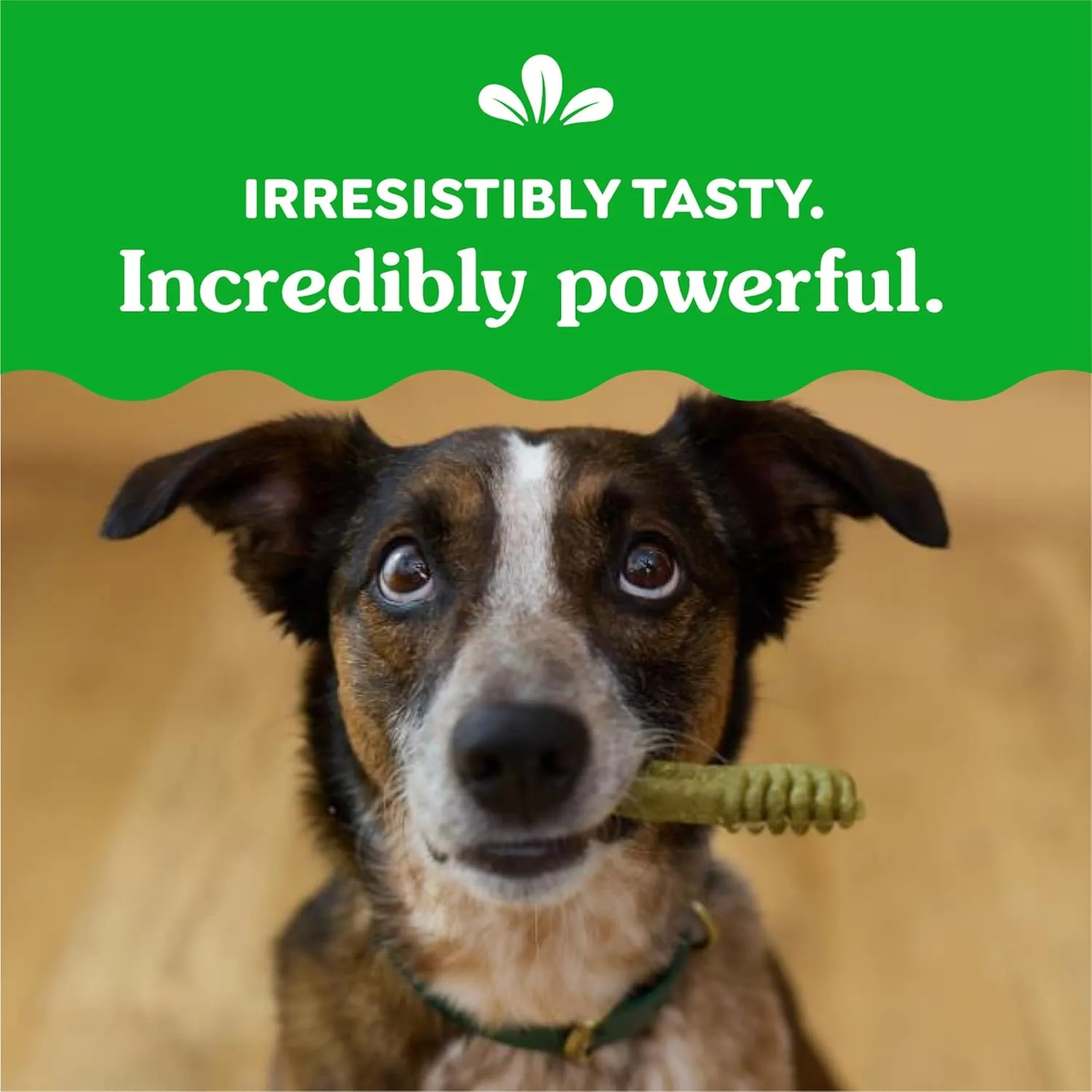 Greenies Regular Natural Dental Care Dog Treats, 3-Flavor Variety Pack, (3) 12 oz. Pouches, 36 Total Treats