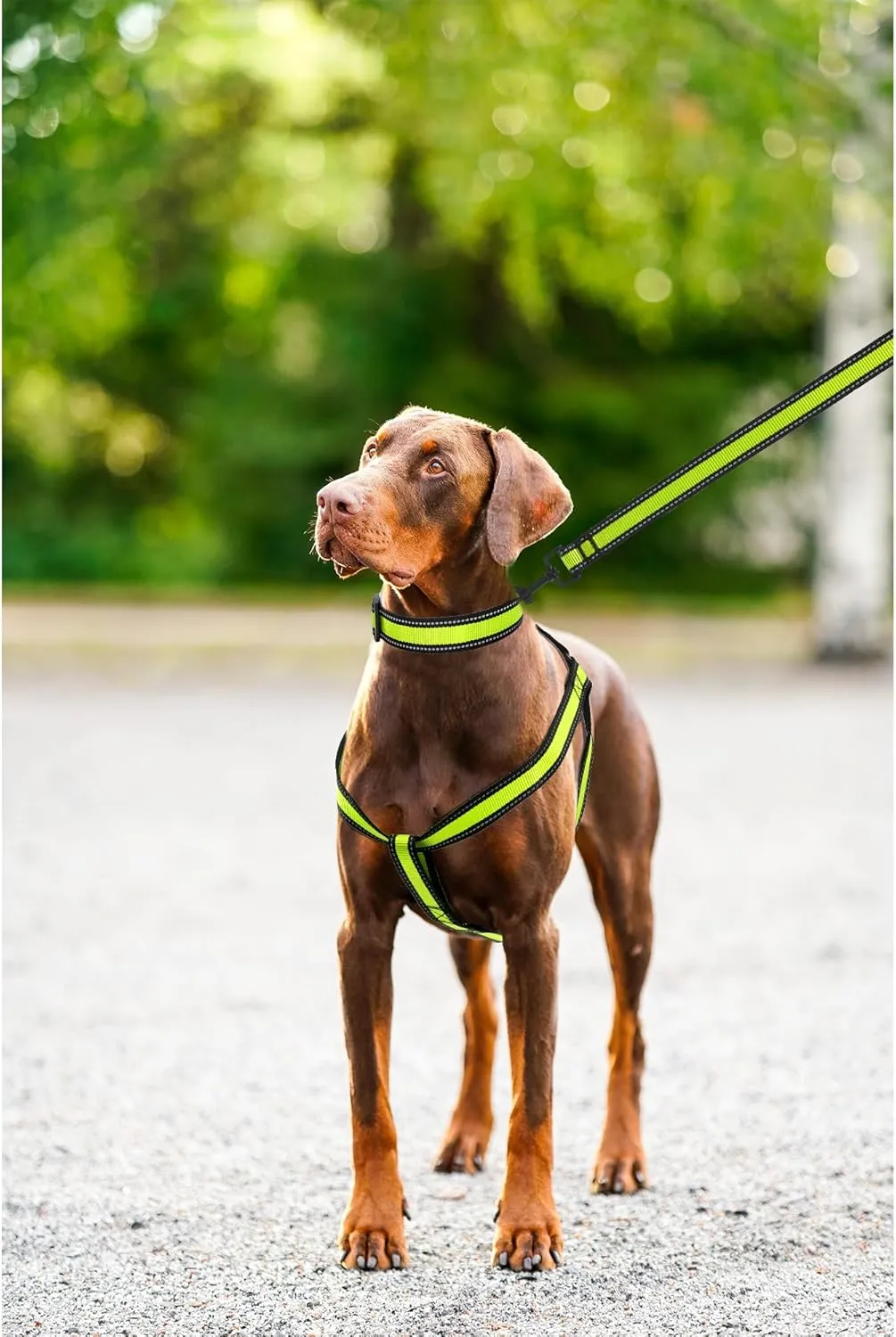 Mile High Life Night Reflective Double Adjustable Band Nylon Small Puppy Pet Dog Combo Collar Leash and Harness Set (Reflective Edge Lime Green, Mediun (Pack of 3))