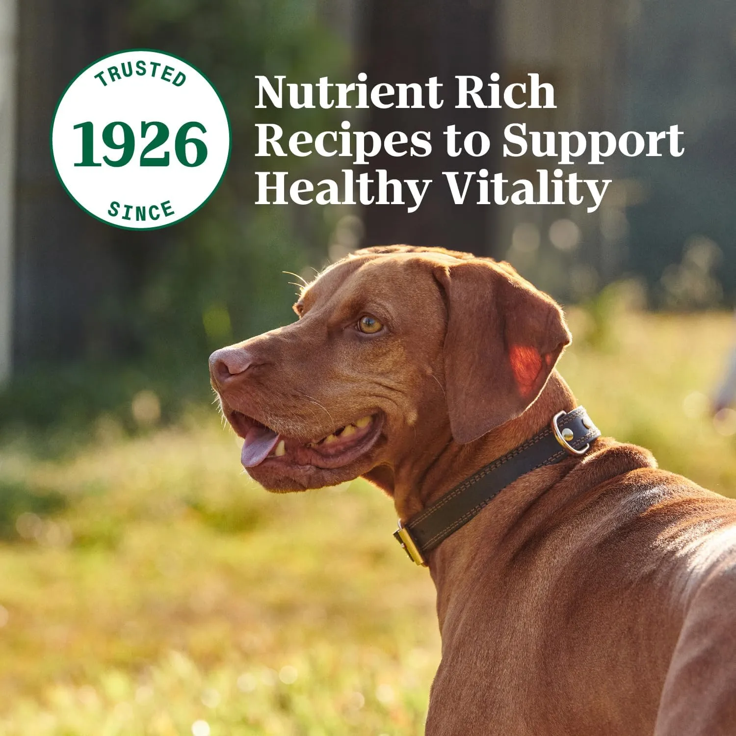 Nutro Hearty Stew Cuts in Gravy Adult Wet Dog Food Turkey Recipe, 12.5 oz. Cans (12 Count, Pack of 1)