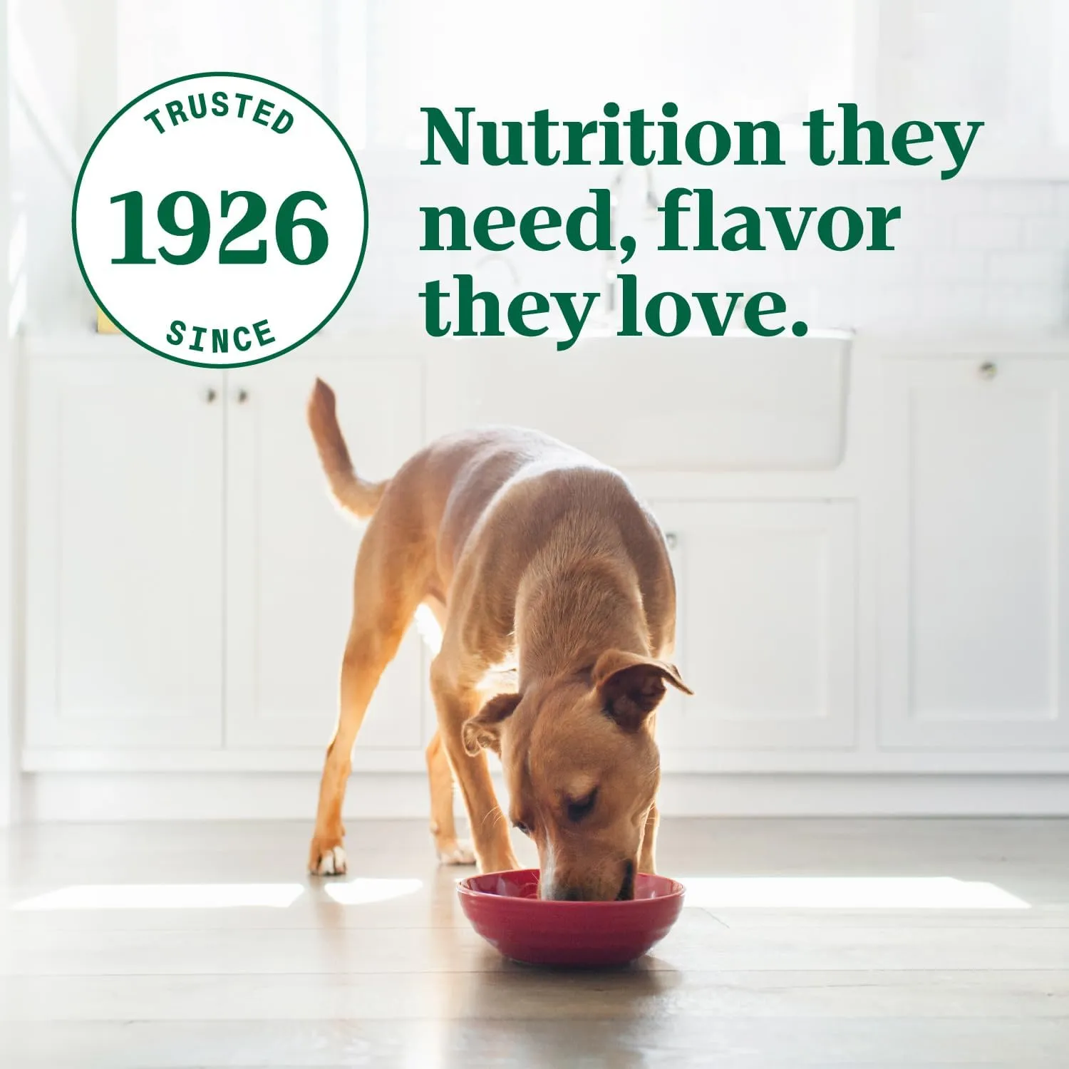Nutro Ultra Wet Dog Food Grain Free Filets in Gravy Deluxe Chicken Entree, 3.5 oz. Trays (24 Count, Pack of 1)
