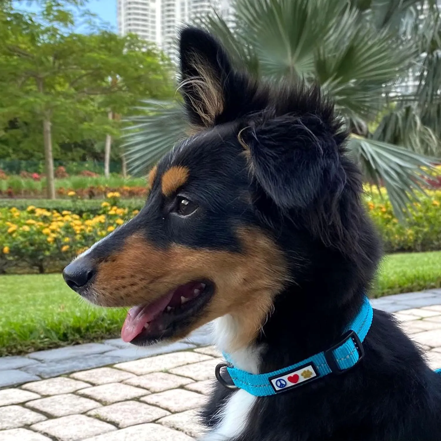 Pawtitas Recycled Dog Collar with Reflective Stitched Puppy Collar Made from Plastic Bottles Collected from Oceans Medium Black Sea