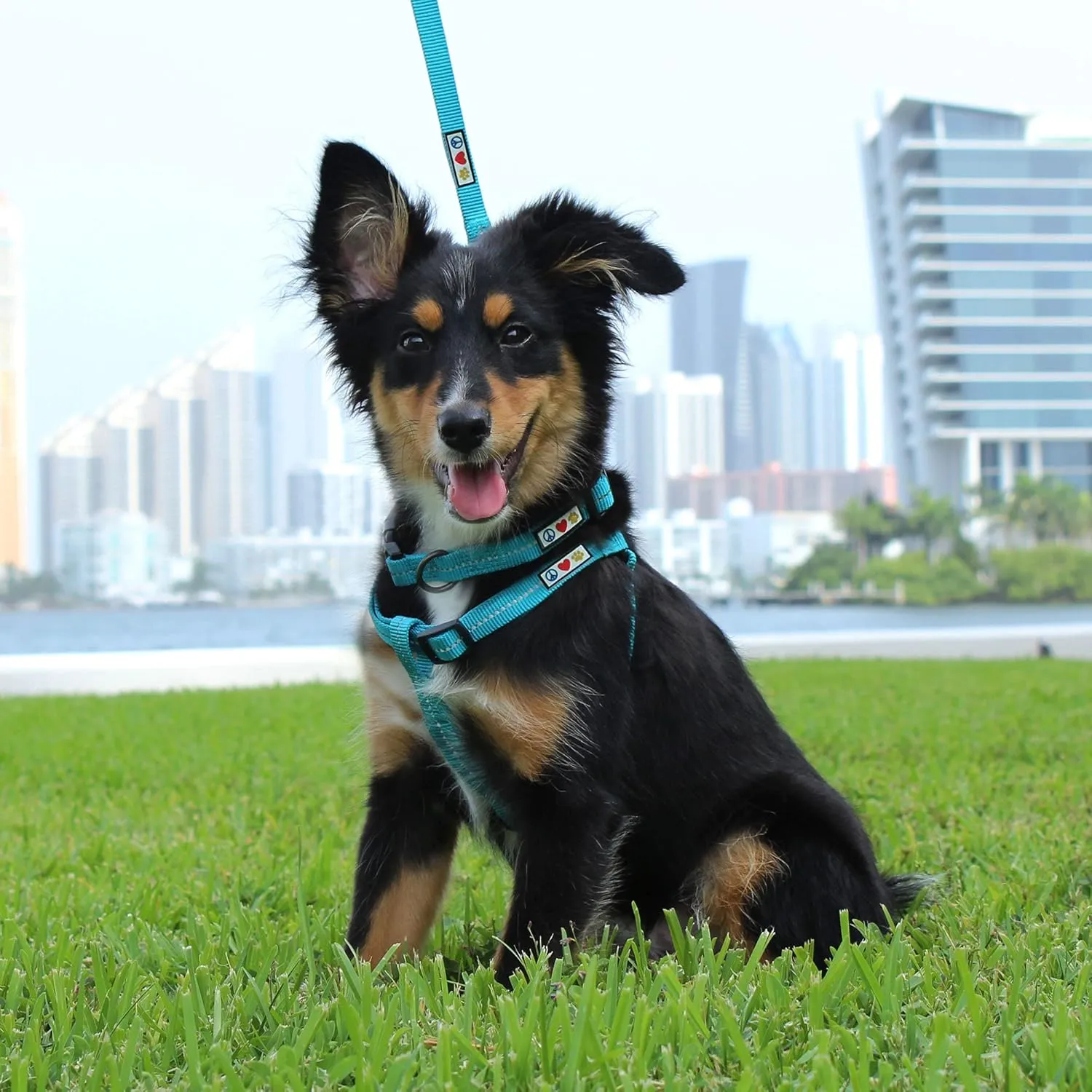 Pawtitas Recycled Dog Collar with Reflective Stitched Puppy Collar Made from Plastic Bottles Collected from Oceans Medium Black Sea
