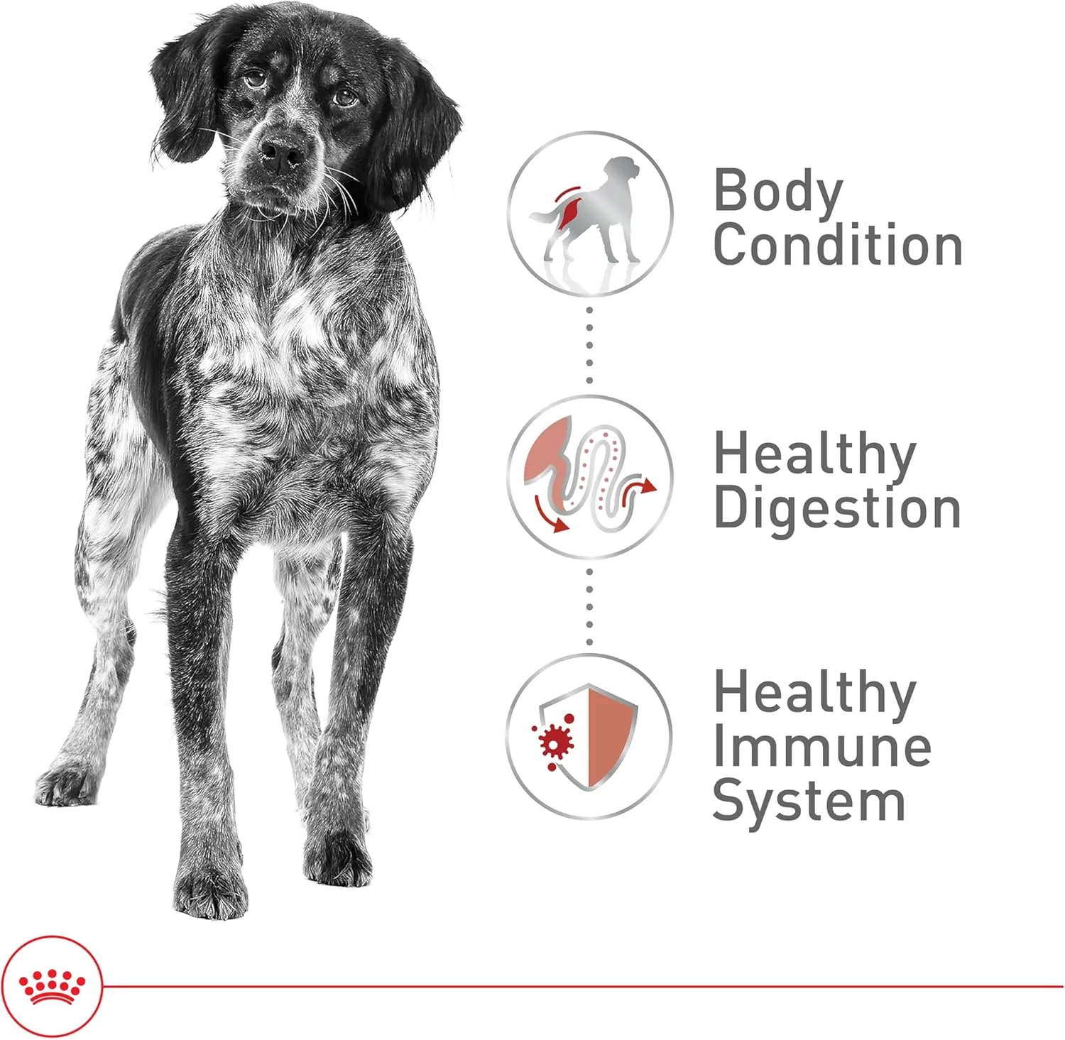 Royal Canin Size Health Nutrition Medium Adult Dry Dog Food, 30 lb bag